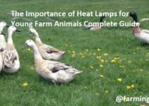 The Importance of Heat Lamps for Young Farm Animals Complete Guide