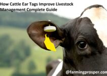 How Cattle Ear Tags Improve Livestock Management Complete Guide